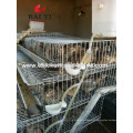 Fábrica de abastecimento Quail Farm Cage For Sale